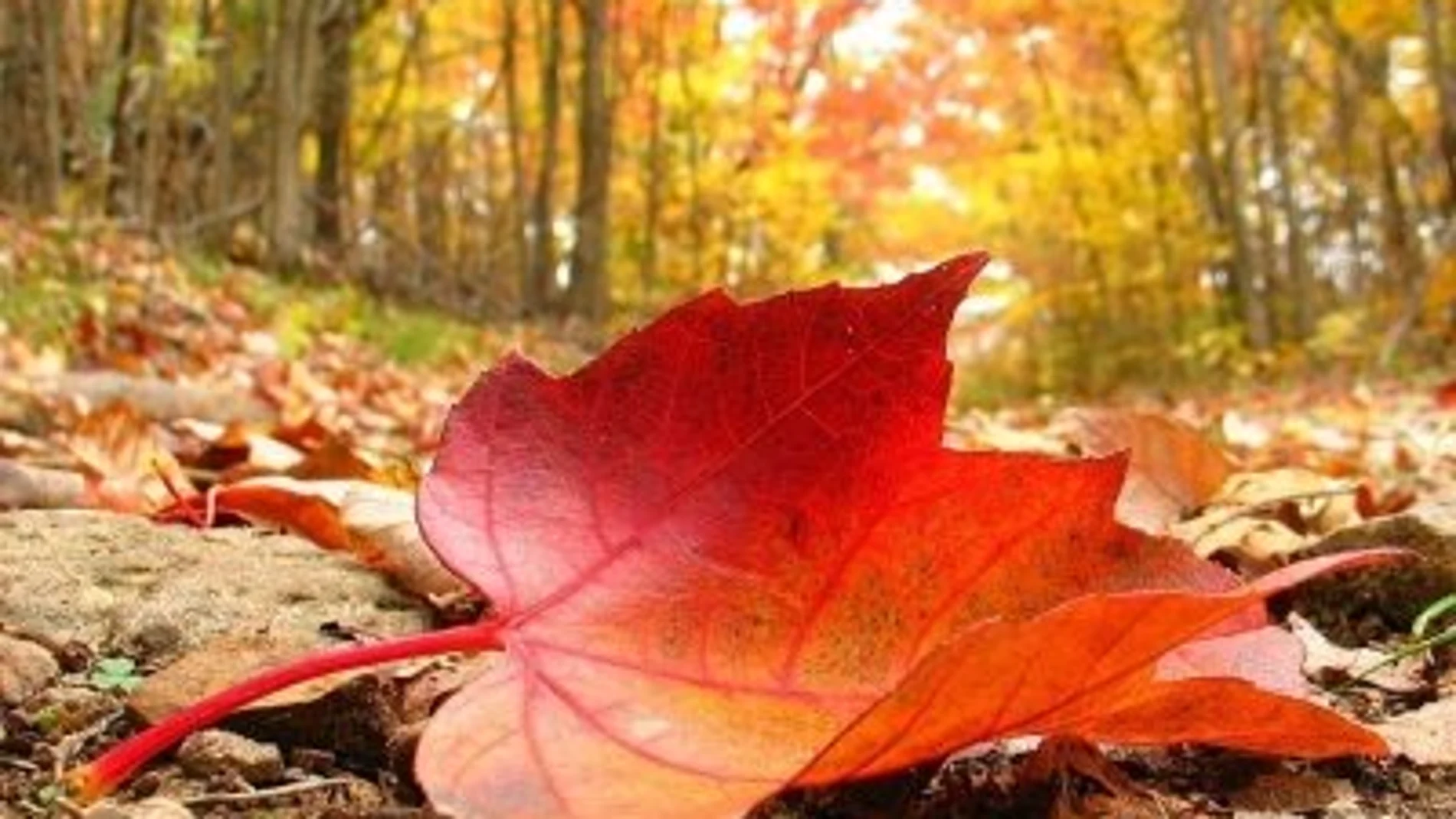 Hojas en otoño Hojas en otoño