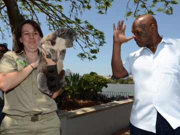 Tyson se burla de la koala Tracy Tyson se burla de la koala Tracy