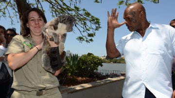 Tyson se burla de la koala Tracy