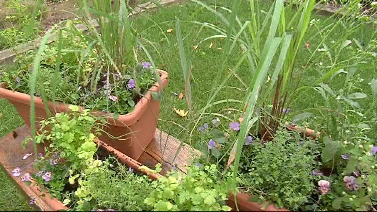 Plantas aromáticas dulce y limón
