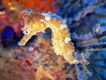 Un caballito de mar. Un caballito de mar.