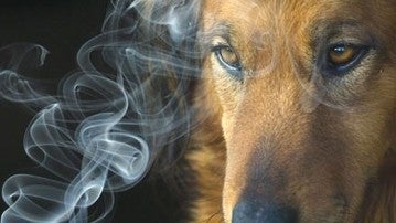 Los perros detectan el cáncer de pulmón