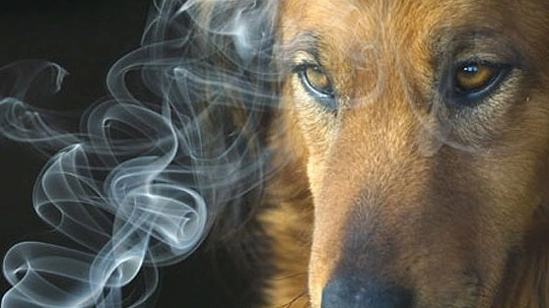 Los perros detectan el cáncer de pulmón Los perros detectan el cáncer de pulmón