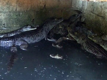 Los caimanes asustan a los vecinos de Puerto Rico