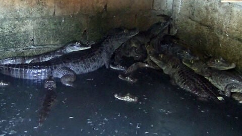 Los caimanes asustan a los vecinos de Puerto Rico
