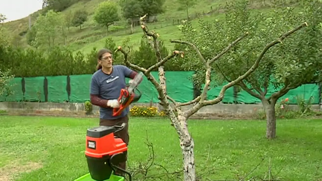 Aprendemos a apear un árbol