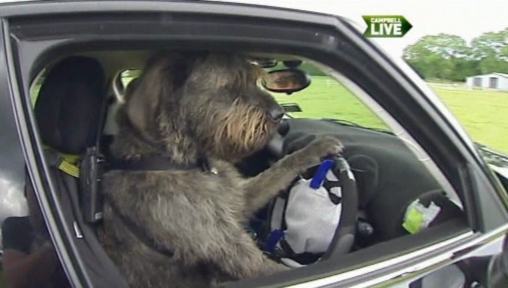 Monti, el perro conductor