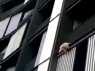 Un perro salta al vacío Un perro salta al vacío