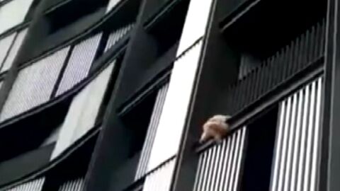 Un perro salta al vac&iacute;o