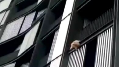 Unos manifestantes rescatan a un perro que cae al vacío en Bilbao