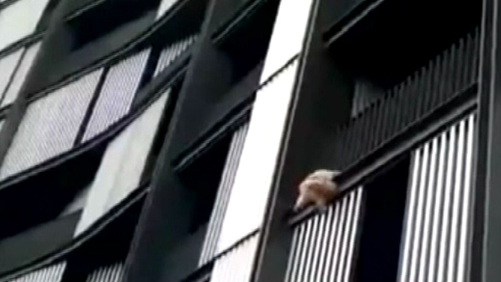 Unos manifestantes rescatan a un perro que cae al vacío en Bilbao