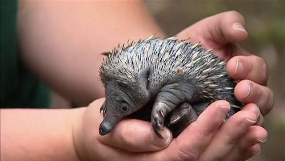 Nacen en un zoo de Australia los dos primeros echidnas en cautividad 
