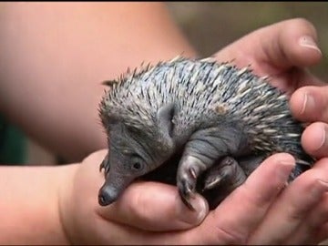 Nacen en un zoo de Australia los dos primeros echidnas en cautividad Nacen en un zoo de Australia los dos primeros echidnas en cautividad