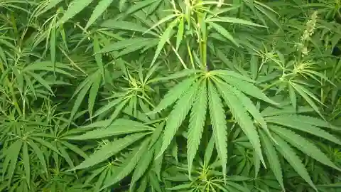 Cannabis Cannabis