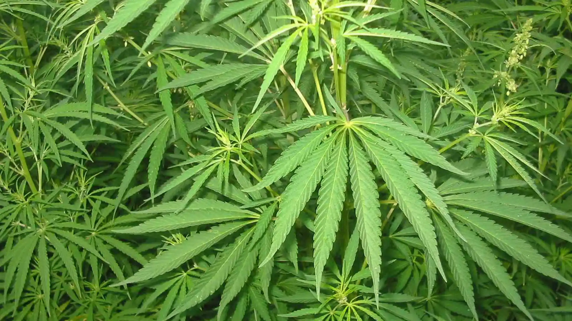 Cannabis Cannabis