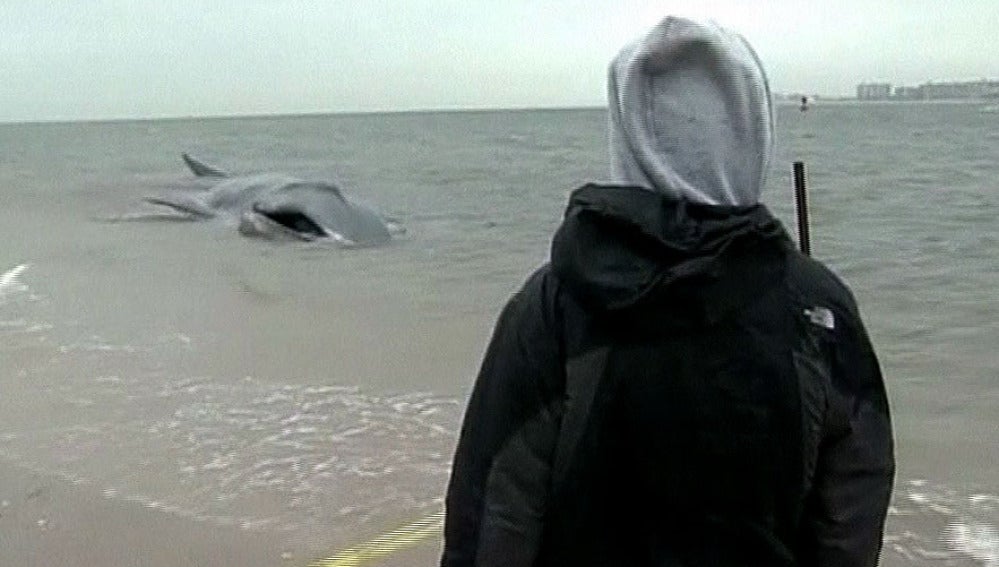 Una ballena varada frente a las costas de Nueva York