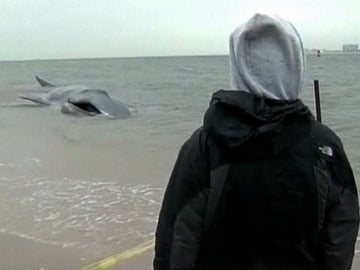 Una ballena varada frente a las costas de Nueva York