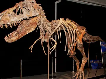 Esqueleto de tiranosaurio Esqueleto de tiranosaurio