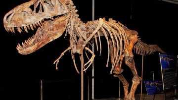 Esqueleto de tiranosaurio