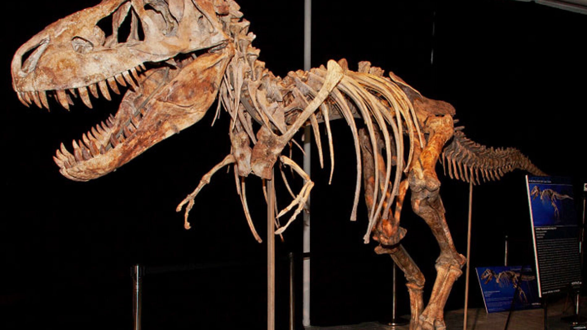 Esqueleto de tiranosaurio