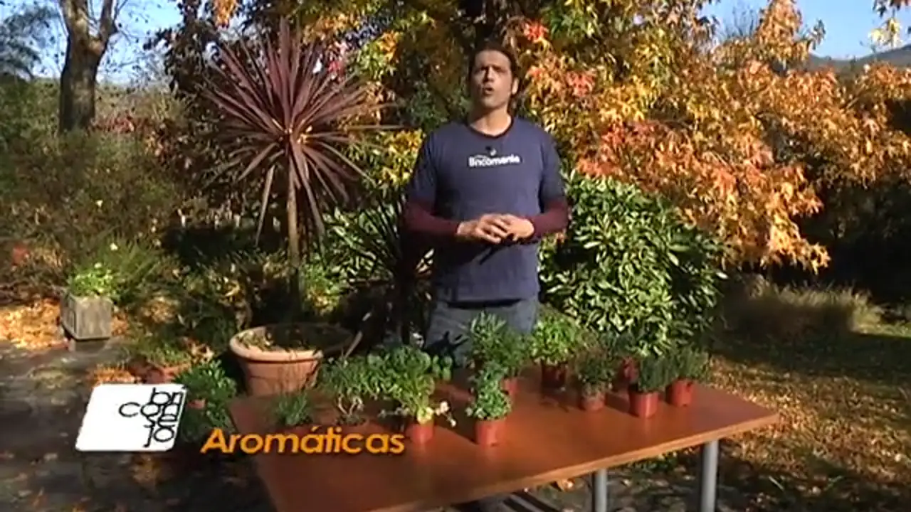 Plantas aromáticas para cocinar