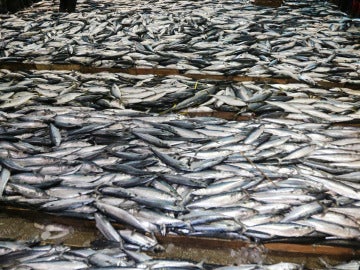 Faena pesquera (02-01-2013)