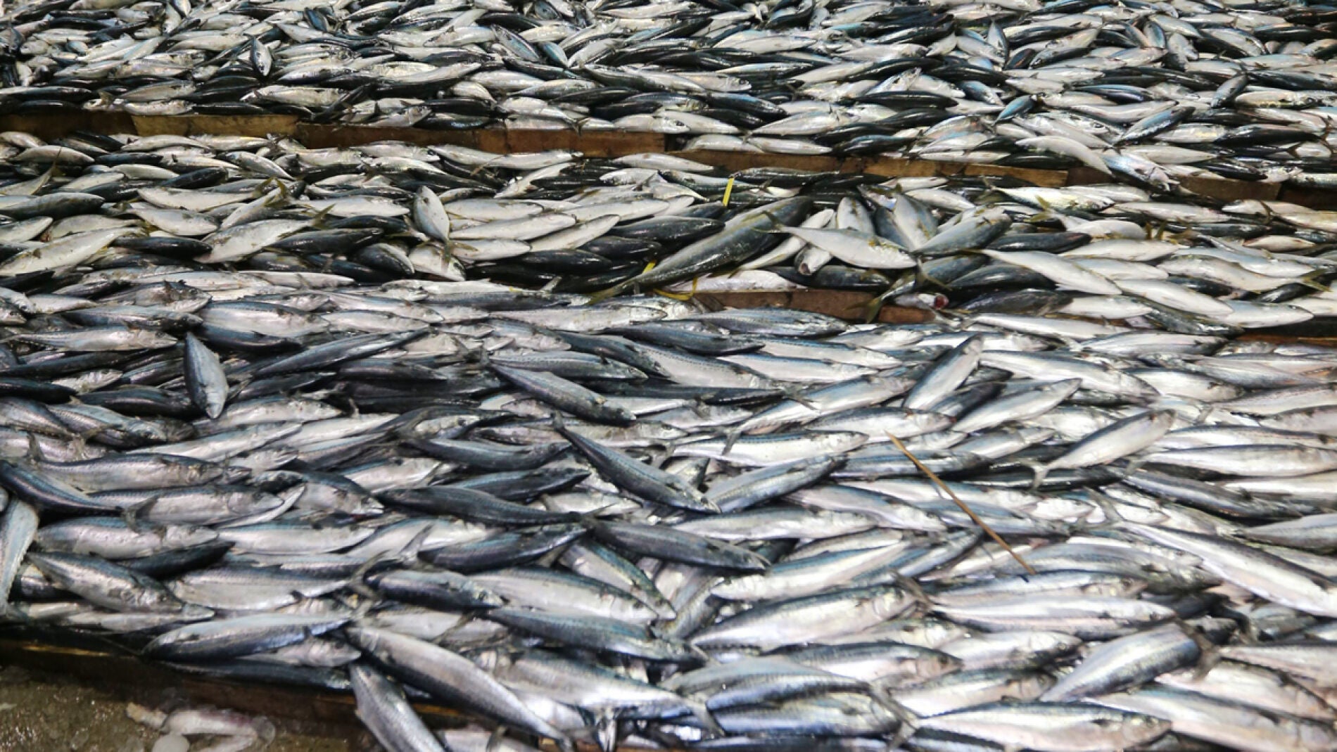 Faena pesquera (02-01-2013)