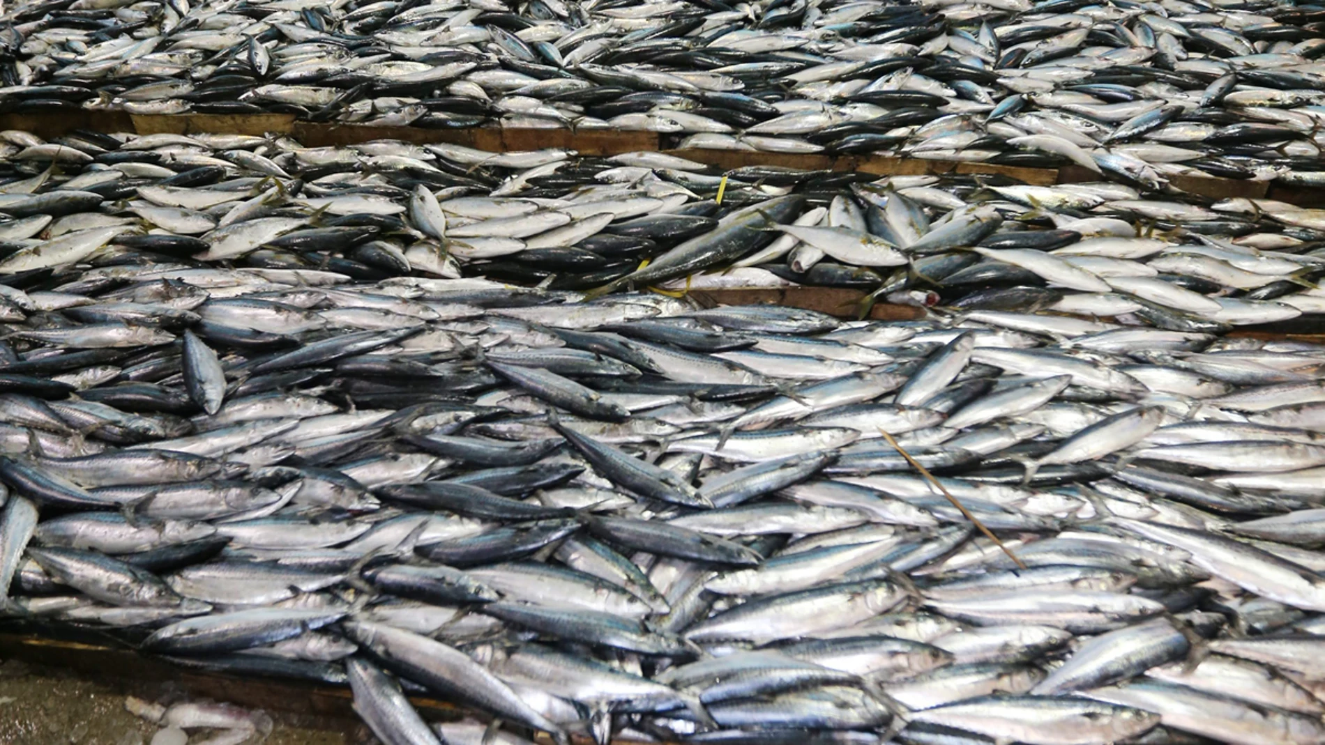 Faena pesquera (02-01-2013) Faena pesquera (02-01-2013)