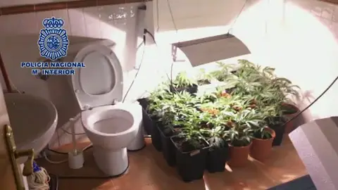 Marihuana Marihuana