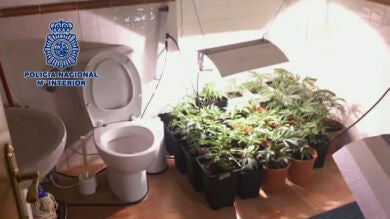 Desmantelan una plantación de marihuana que abastecía a una tienda de Madrid 