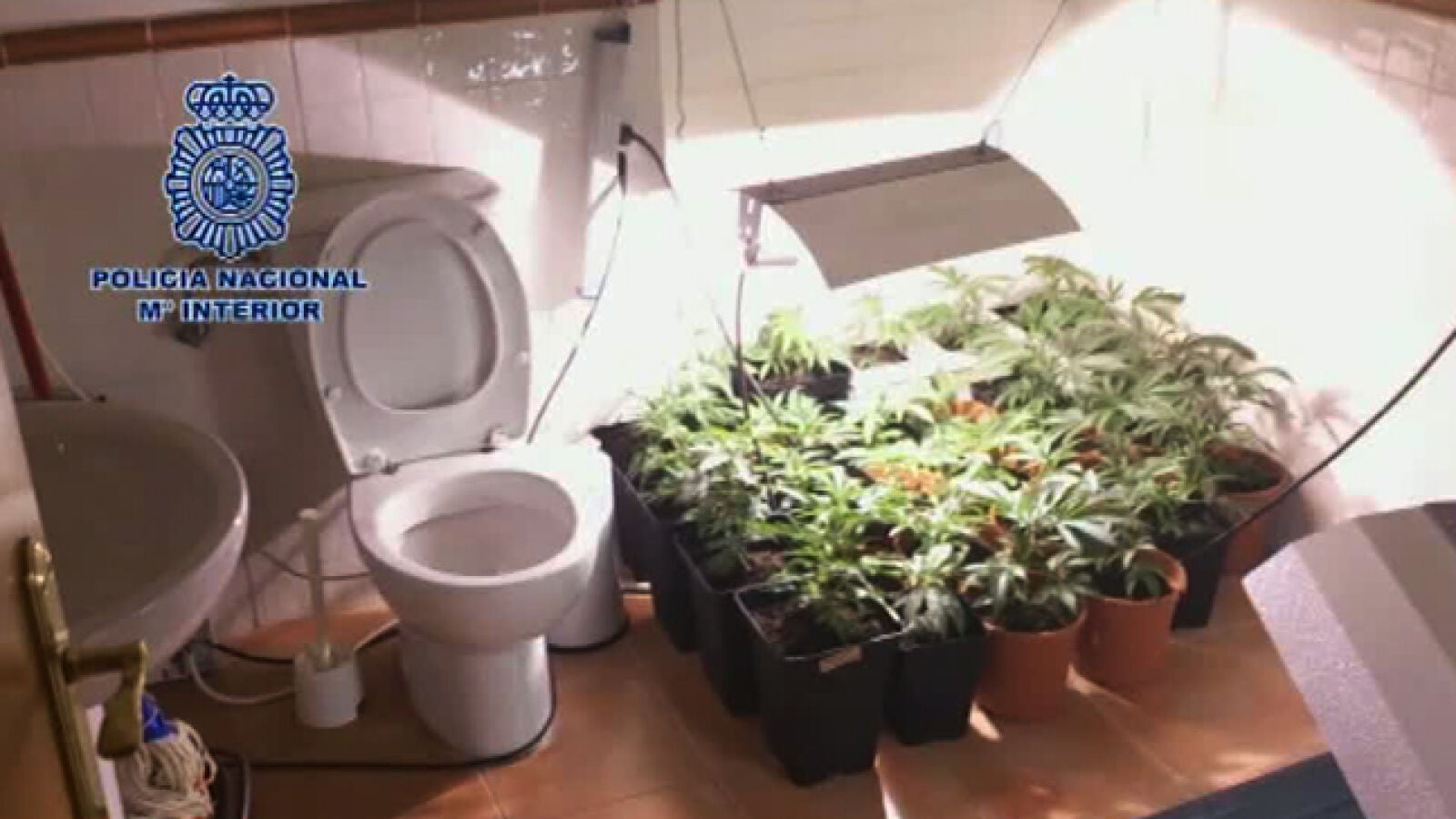 Desmantelan una plantación de marihuana que abastecía a una tienda de Madrid 