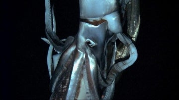 Calamar gigante (Archivo)