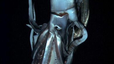 Hallan un calamar gigante en la playa de Merón, en Asturias