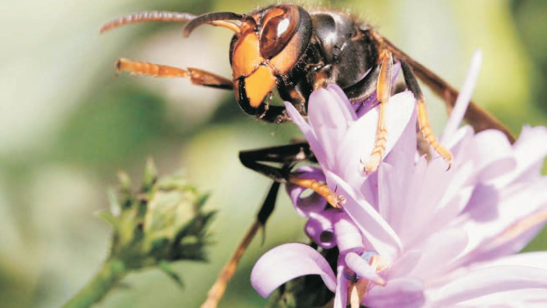 La avispa asi&aacute;tica colonizar&aacute; Espa&ntilde;a en 10 a&ntilde;os