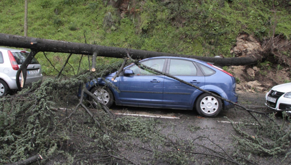 Un árbol cae sobre un coche
