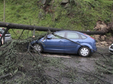 Un árbol cae sobre un coche