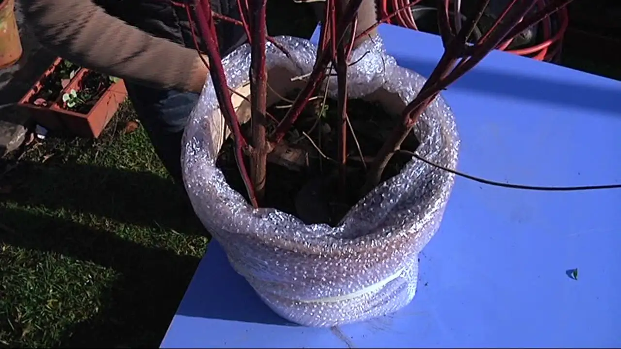 Protección de las plantas ante las heladas