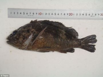 Foto del pez proporcionada por TEPCO