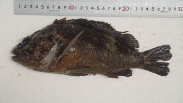 Foto del pez proporcionada por TEPCO