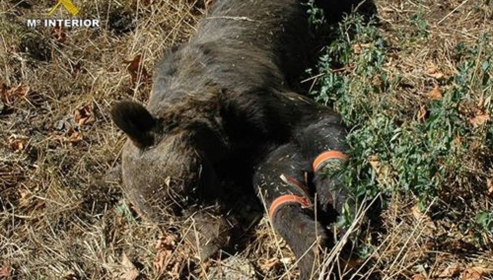 Foto cedida por la Guardia Civil del oso muerto