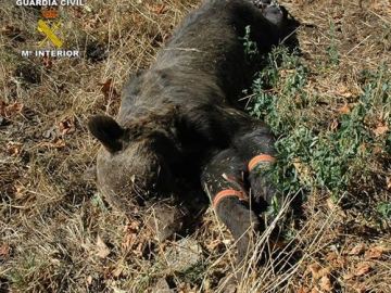 Foto cedida por la Guardia Civil del oso muerto