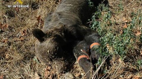 Foto cedida por la Guardia Civil del oso muerto