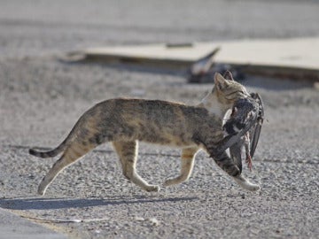 Un gato caza un pájaro