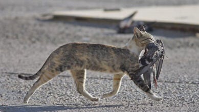 Un economista anima a erradicar los gatos de Nueva Zelanda por ser 