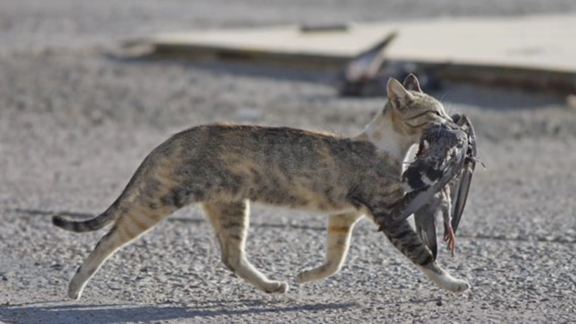 Un gato caza un pájaro Un gato caza un pájaro