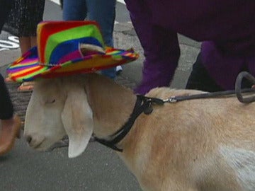 Gary, la cabra australiana que ha ido a los tribunales Gary, la cabra australiana que ha ido a los tribunales