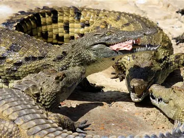 Cocodrilos de la granja de Rakwena Cocodrilos de la granja de Rakwena