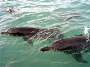 Matan 700 delfines en Islas Salomón por disputa económica con ecologistas Matan 700 delfines en Islas Salomón por disputa económica con ecologistas