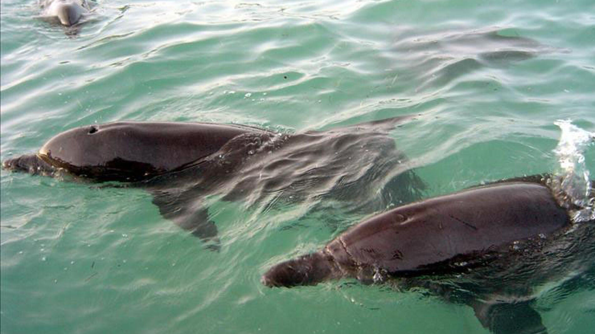 Matan 700 delfines en Islas Salom&oacute;n por disputa econ&oacute;mica con ecologistas