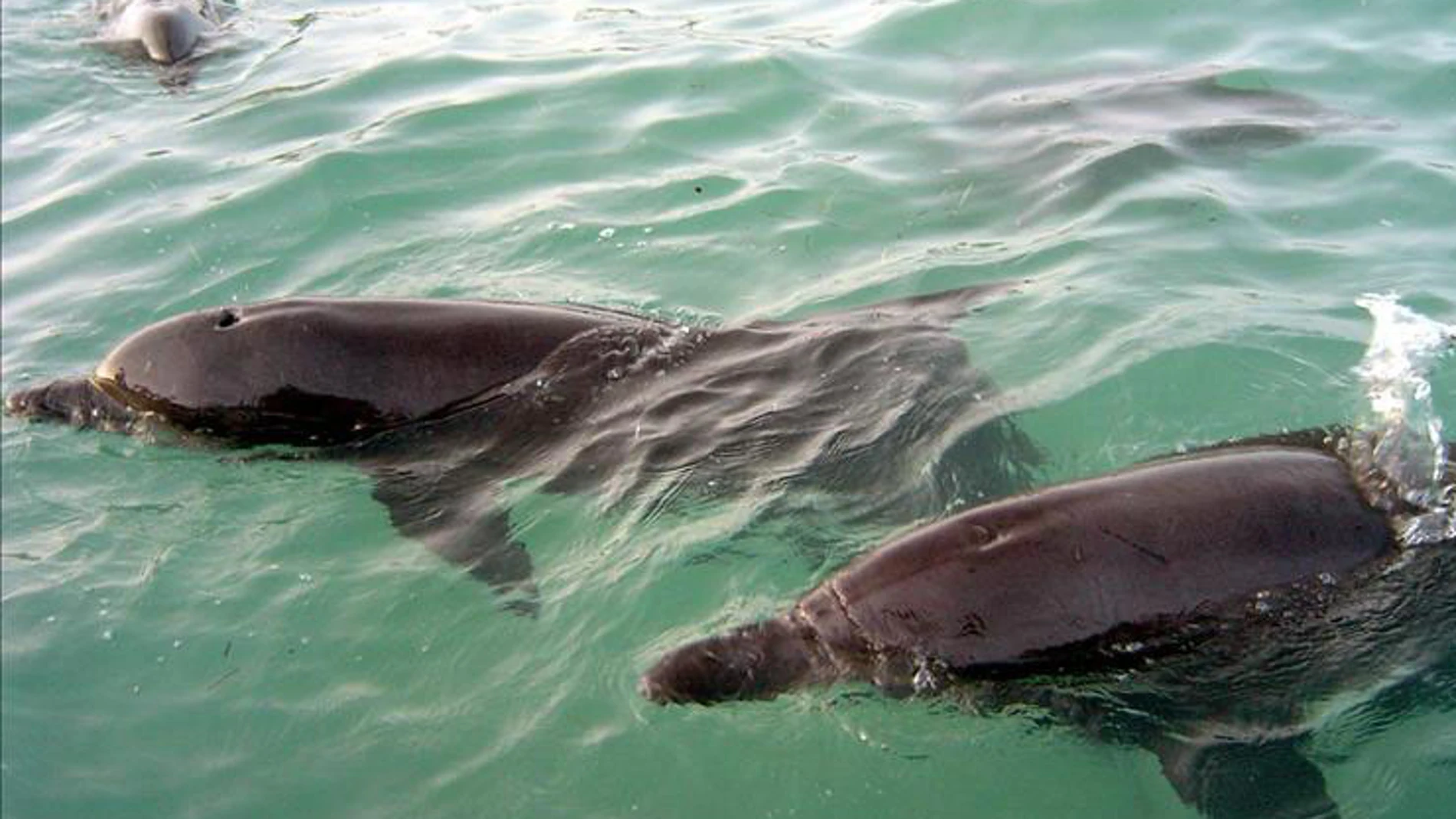Matan 700 delfines en Islas Salomón por disputa económica con ecologistas Matan 700 delfines en Islas Salomón por disputa económica con ecologistas